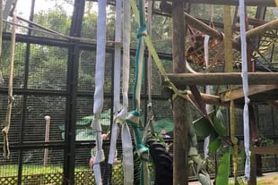 La orangutana Sandra ya se encuentra en el refugio Centro para Grandes Simios de Florida, en Estados Unidos