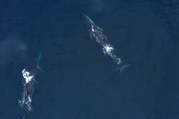 Vista de  ballenas jorobadas nadando en la coste de Punta Choros