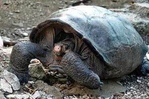 Galápagos. Descubren una tortuga gigante considerada extinta hace 100 años
