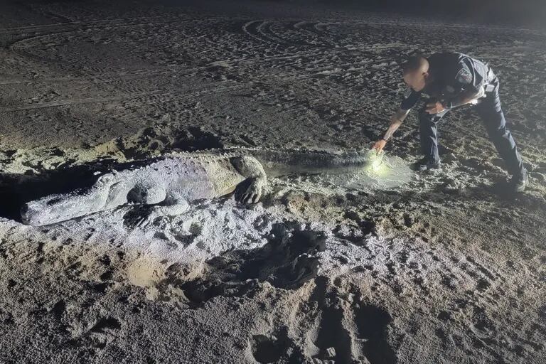 He approached what he thought was an alligator on a Florida beach, but was shocked when he came face-to-face with it.
