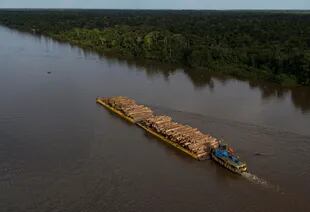 En 2021, el 40% de toda la pérdida de bosques nativos en el mundo ocurrió solo en Brasil