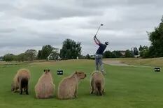 Golf en Nordelta, con mucho viento, problemas para los jugadores y los "invitados sorpresa": los carpinchos...