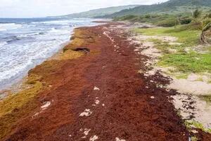 Algas “devastadoras” asfixian las costas del Caribe y amenazan la vida silvestre y el turismo