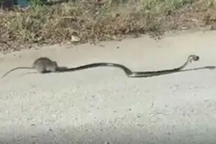 La serpiente lleva en su boca a la cría de la rata, pero la mamá roedora comienza a hacer todo lo posible para salvar a su bebé
