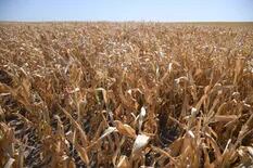 La Rural pidió que los gobiernos provinciales actúen frente a la sequía