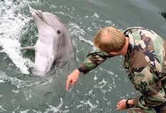 Rusia despliega delfines militares entrenados para disuadir a las fuerzas ucranianas