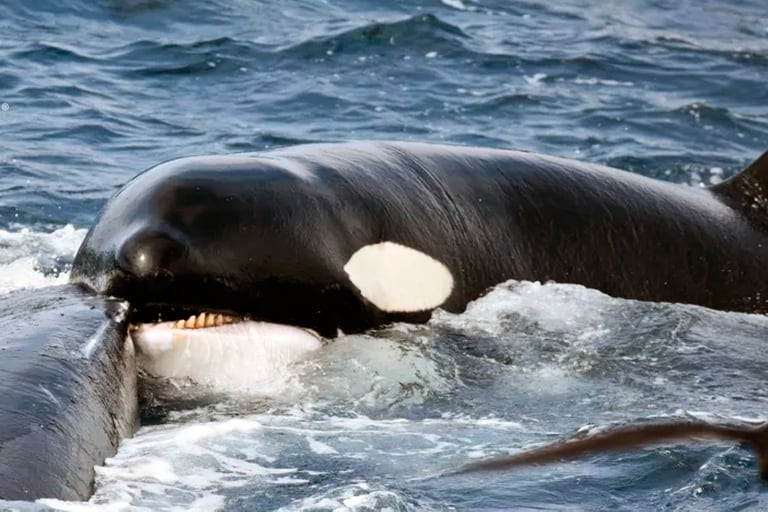 Batalla épica. La orca muerde la aleta dorsal de la ballena jorobada y parece vencerla, pero ella no se da por vencida