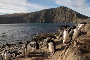 Colonias de pingüinos de penacho amarillo en Bahía Franklin
