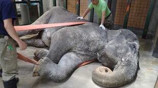 El zoológico difundió las fotos del elefante sin vida