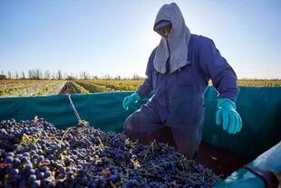 En producciones como la recolección de uva hay un porcentaje importante de trabajo temporal