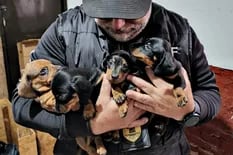 Récord de solicitudes para adoptar a los 55 perros salchicha rescatados de un criadero ilegal