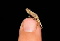 Un camaleón del tamaño de una semilla podría ser el reptil más chico del mundo