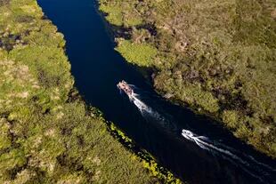 La nutria gigante viaja hacia la Isla San Alonso, en la laguna Paraná