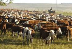 La Argentina bajó su stock de ganado en más de 100.000 animales: no habrá cambios en la exportación