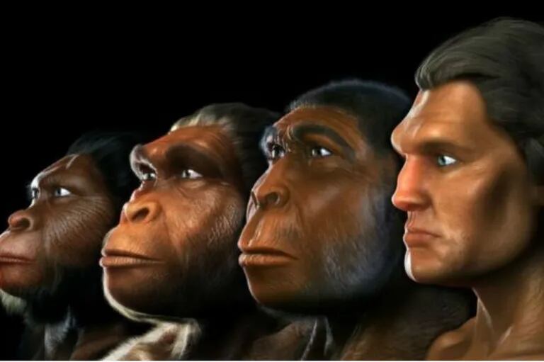 Imagen ilustrativa. La evolución del rostro humano a lo largo del tiempo.