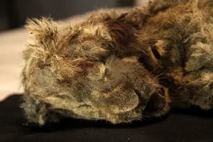 Descubren las momias de animales mejor conservadas desde la Edad del Hielo