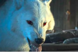 La historia de los lobos que inspiraron Game of Thrones: aterrorizaron la  tierra - LA NACION