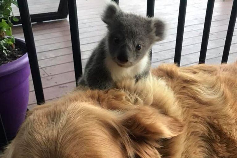 Un Perro Le Salvo La Vida A Un Koala Bebe Y Se Volvieron Inseparables La Nacion