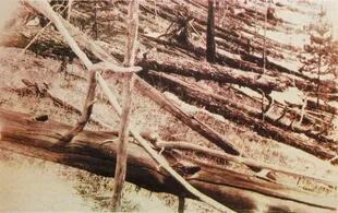Primeras imágenes de la devastación “radial“ de un bosque, provocada por la explosión de un asteroide (Kulik)