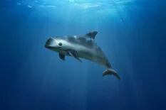 México: cómo la pesca ilegal de una especie protegida amenaza a la vaquita marina