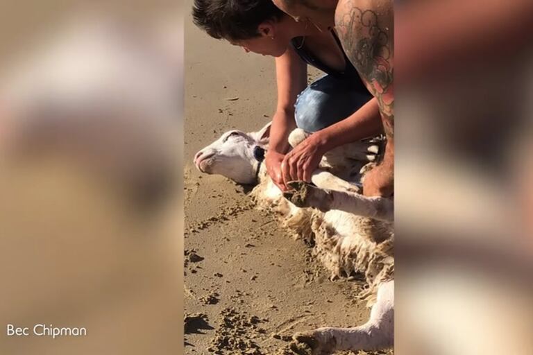 La oveja fue salvada por una persona que ató una cuerda a su alrededor y la acercó a la orilla