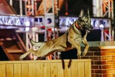 Cómo es Top Dog, el excéntrico reality show con perros policías y domésticos