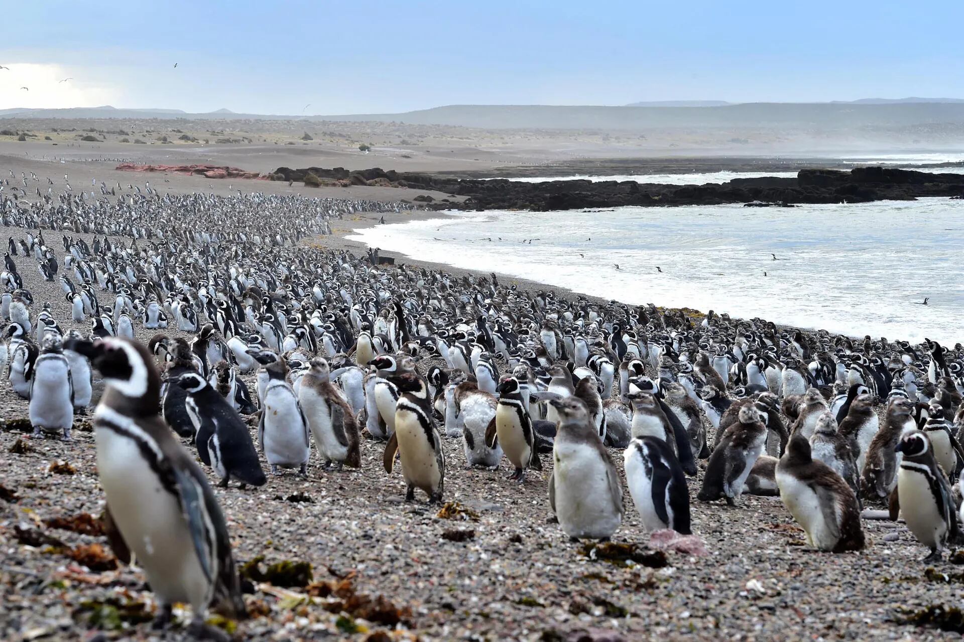 Entre septiembre y abril, más de 200.000 parejas de pingüinos de Magallanes llegan a esta reserva natural a preparar sus nidos y reproducirse.