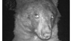 Una de las tantas fotos que se sacó un oso en Colorado.