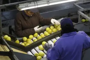 Productores de limones rechazaron la suba de las retenciones para su actividad