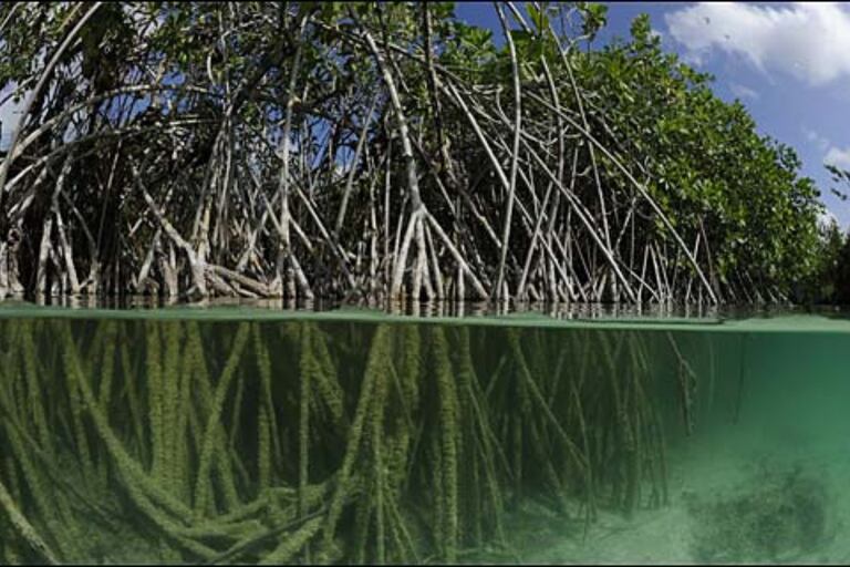 El estudio demuestra que el raro y único ecosistema de manglares del río San Pedro es una reliquia de un mundo más cálido en el pasado