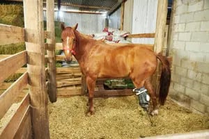 El dramático pedido de una ONG para reubicar a 132 caballos rescatados y curados del maltrato