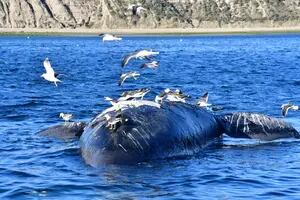 Mortandad récord de ballenas en Puerto Madryn y una realidad desesperante: “No podemos evitar que esto suceda”