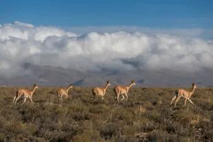 Tropilla de vicuñas camino a Laguna Colorada.