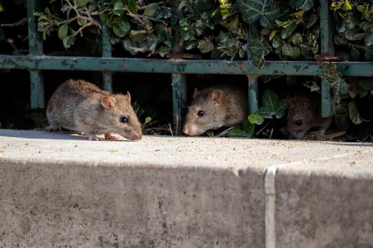Con la cuarentena, las ratas salen a buscar comida y aparecen en las casas  - LA NACION
