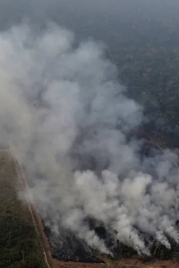 Los incendios intencionales se provocan para quemar tierras que luego se utilizan para cultivar 