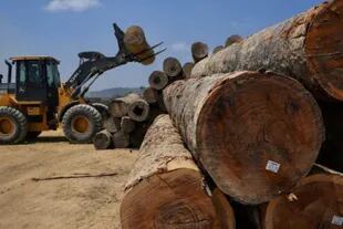 Indonesia y la región del Congo son las otras áreas que se encuentran entre las de mayor tasa de deforestación del mundo