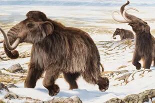 Los mamuts lanudos se extinguieron hace 4000 años