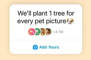 Una cuenta de Instagram prometió plantar un árbol por cada foto de mascota: tras 4 millones de posts, ¿dónde están?