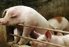 En un año bisagra para el cerdo, una cadena integrada hace la diferencia