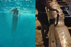 Apareció un inmenso pez remo en Ecuador y se teme lo peor