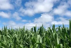 Para la próxima campaña: cómo planificar la fertilización nitrogenada en maíz