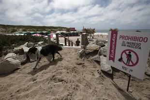 En la playa Yes!, a metros del faro de Mar del Plata, cuentan con infraestructura y servicios para perros