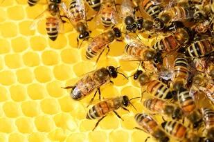 La fábula de las abejas y los zánganos remite a algo que puede pasar en las sociedades