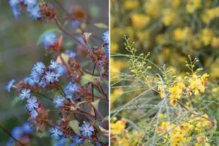 Izquierda: la ceratostigma florece en azul desde verano hasta principios de otoño. Sus flores son pequeñas y parecidas a las de su pariente, el jazmín del cielo. Derecha: el cina cina es un árbol nativo de América que da movilidad al paisaje cuando lo atraviesa el viento
