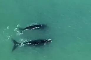 El raro avistaje de una pareja de ballenas francas en las playas de Mar del Plata que fue captado por un dron