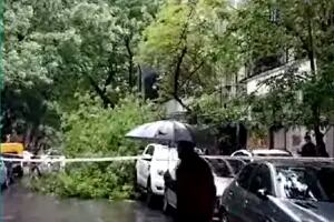 Un árbol se desplomó sobre la avenida Olazábal y cortó el tránsito por completo