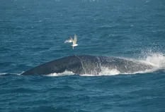 Por qué las gaviotas son la pesadilla de las ballenas francas y cómo revertir este desequilibrio