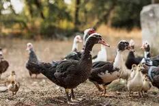 Francia sacrificó a más de 200.000 patos por un brote de gripe aviar