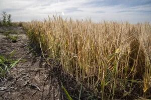 Sequía: un desastre en camino del que no se ha tomado debida conciencia