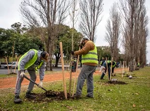 En Puerto Madero frente a la Reserva Ecolgica Costanera Sur se colocaron los primeros ejemplares de la accin oficial de este ao